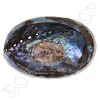 Abalone schelp