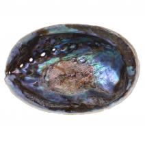 Abalone schelp